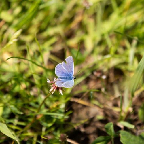 sunvest butterfly