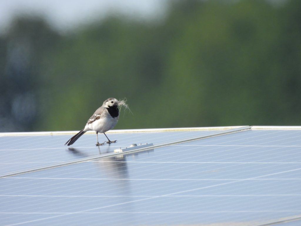 la bergeronnette grise dans le parc solaire de Duurkenakker