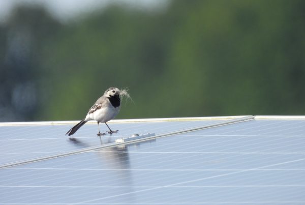 la bergeronnette grise dans le parc solaire de Duurkenakker